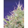 Green Poison